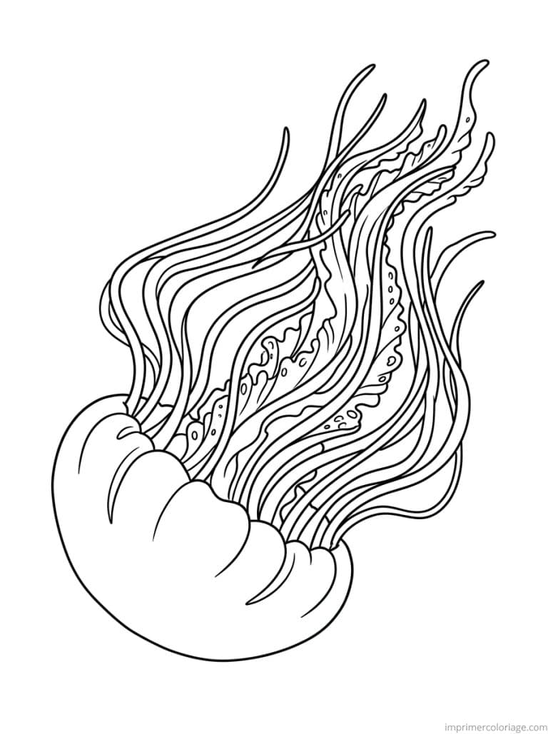 coloriage meduse pulse contracte - dessin gratuit &agrave; imprimer