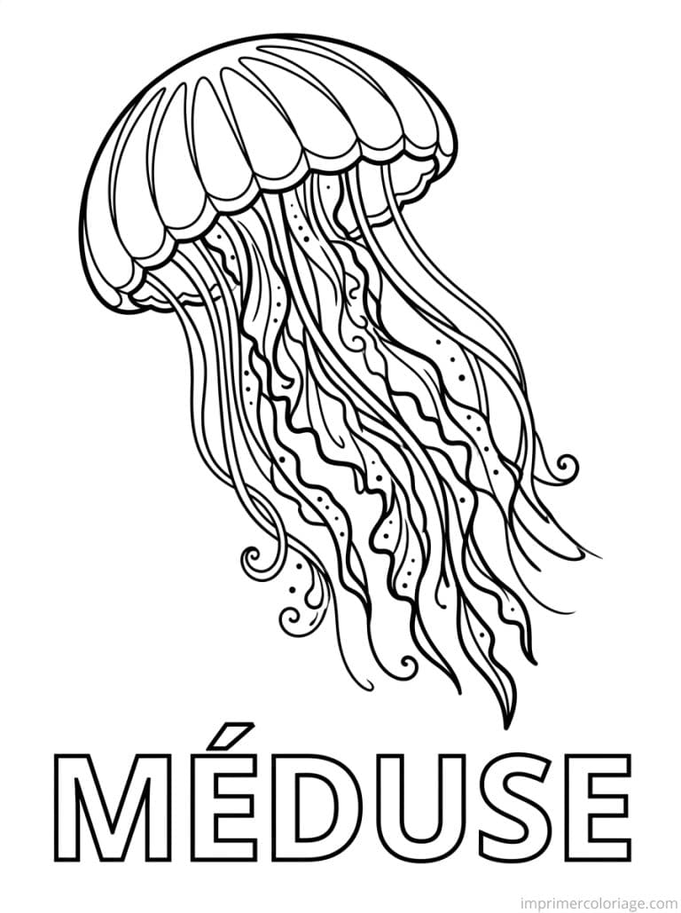 coloriage meduse titre bas - dessin gratuit &agrave; imprimer
