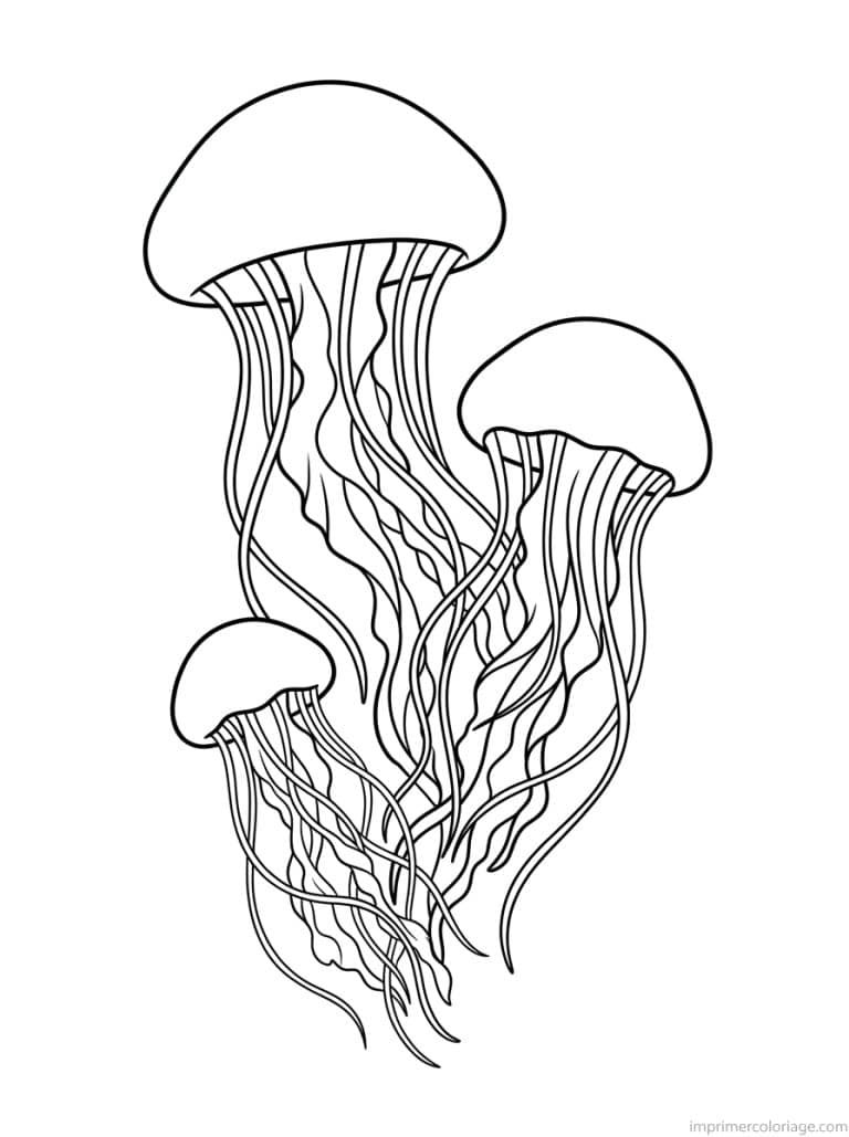 coloriage meduse trio tailles - dessin gratuit &agrave; imprimer