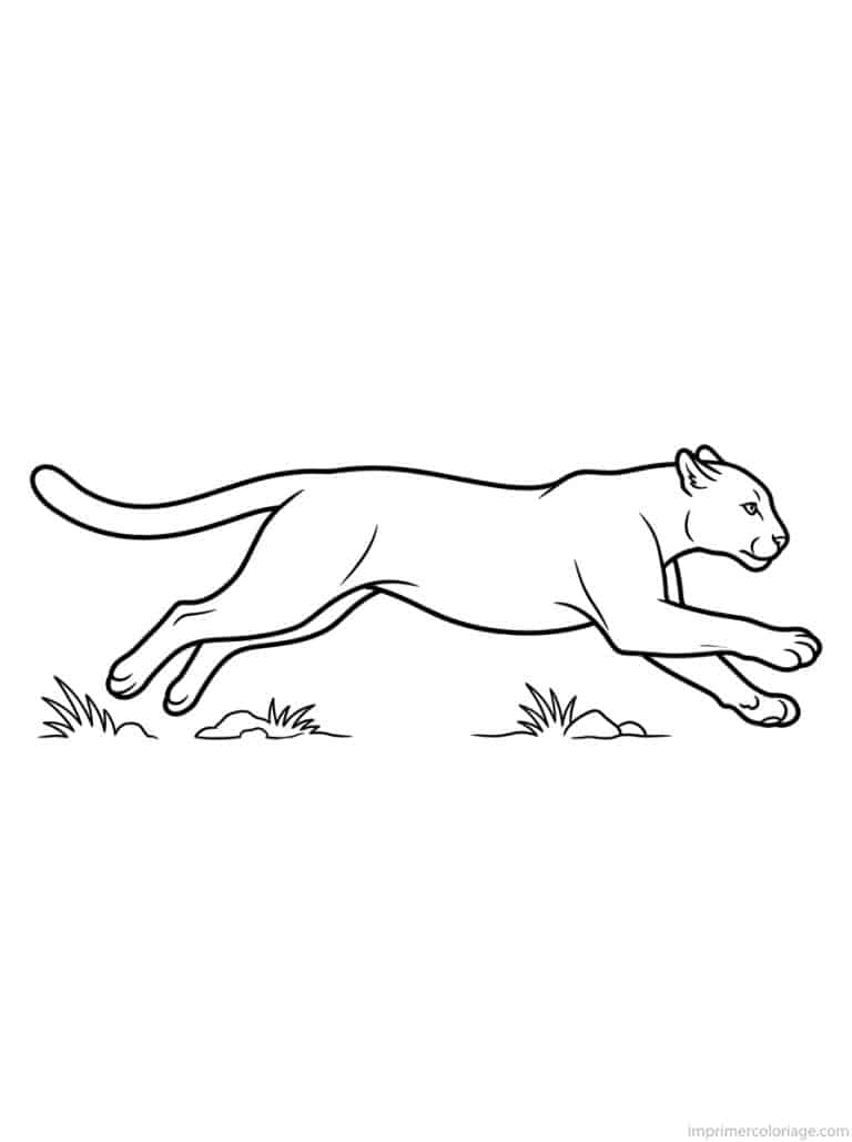 coloriage puma course vitesse - dessin gratuit &agrave; imprimer