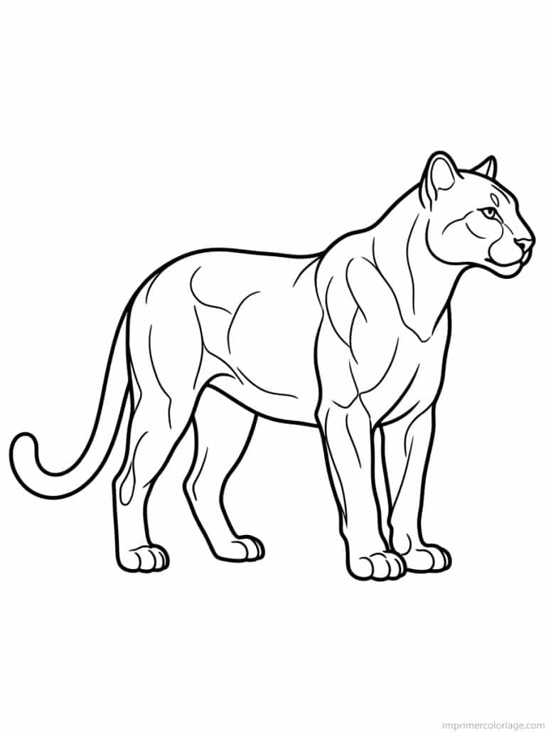 coloriage puma profil muscl&eacute; - dessin gratuit &agrave; imprimer