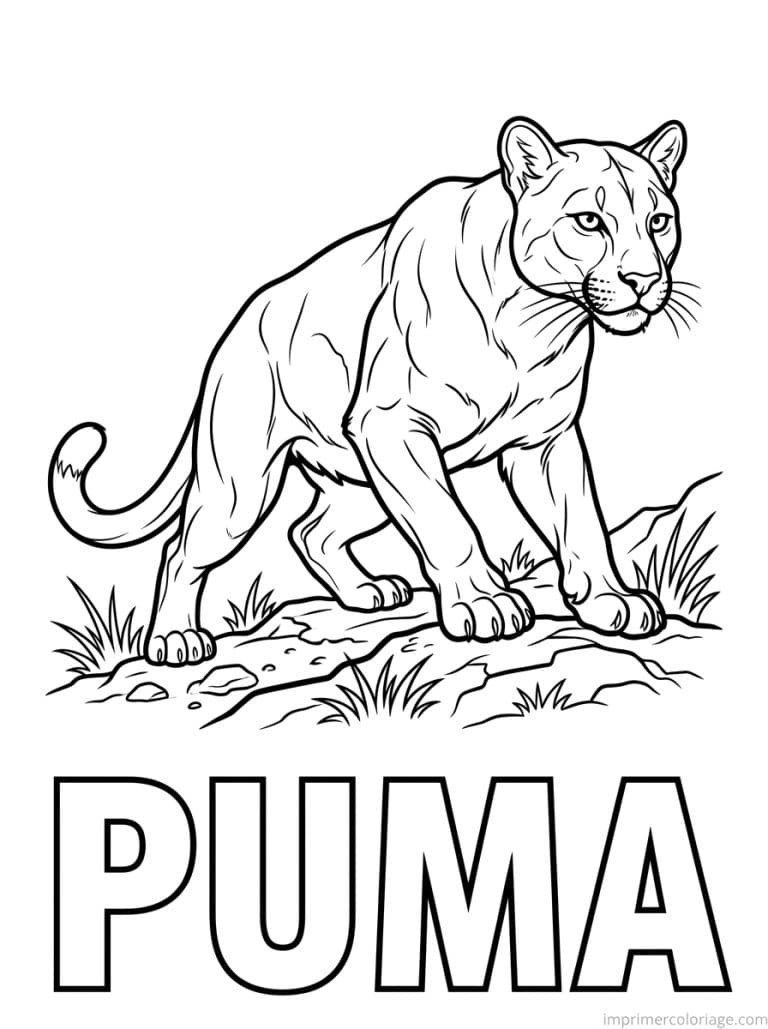 coloriage puma titre bas - dessin gratuit &agrave; imprimer