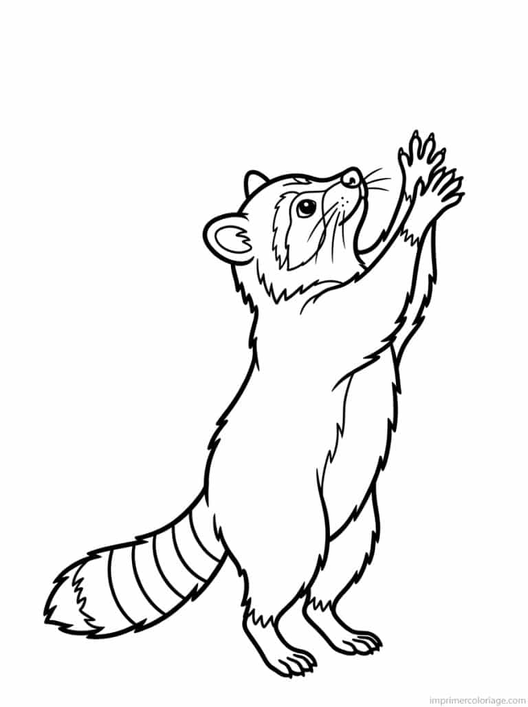 coloriage raton laveur debout pattes - dessin gratuit &agrave; imprimer