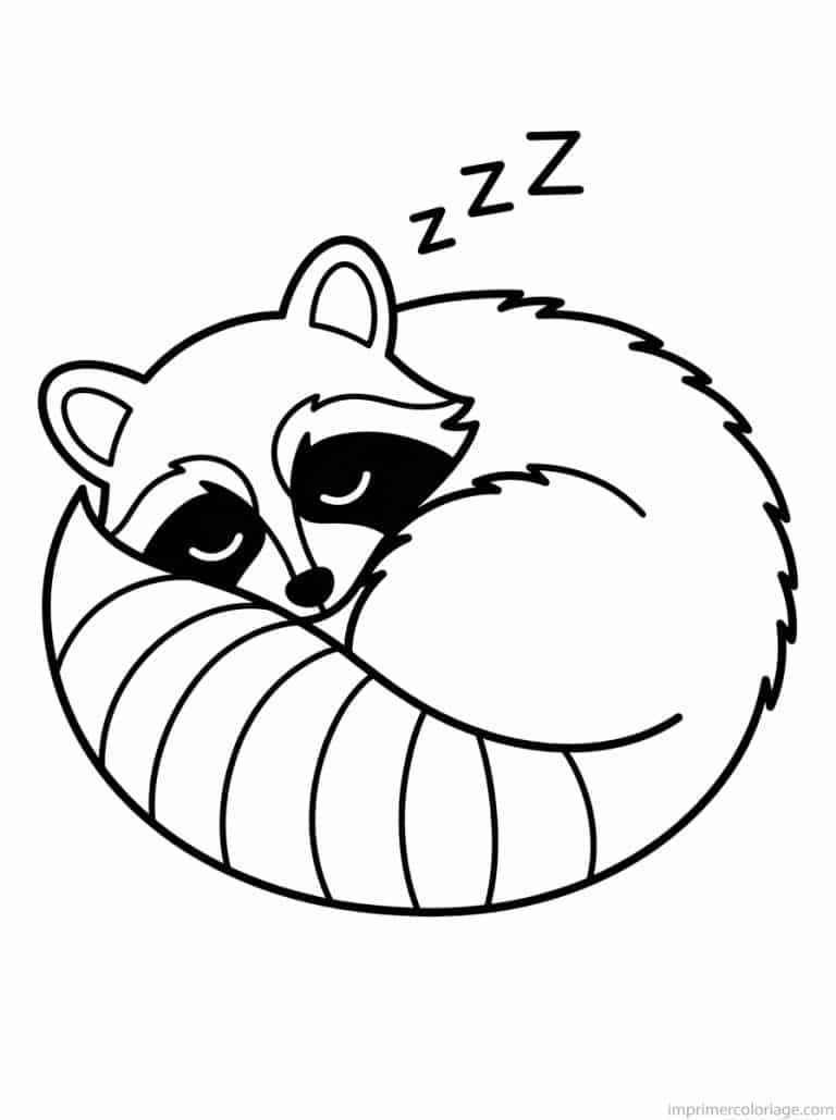 coloriage raton laveur dort enroule - dessin gratuit &agrave; imprimer