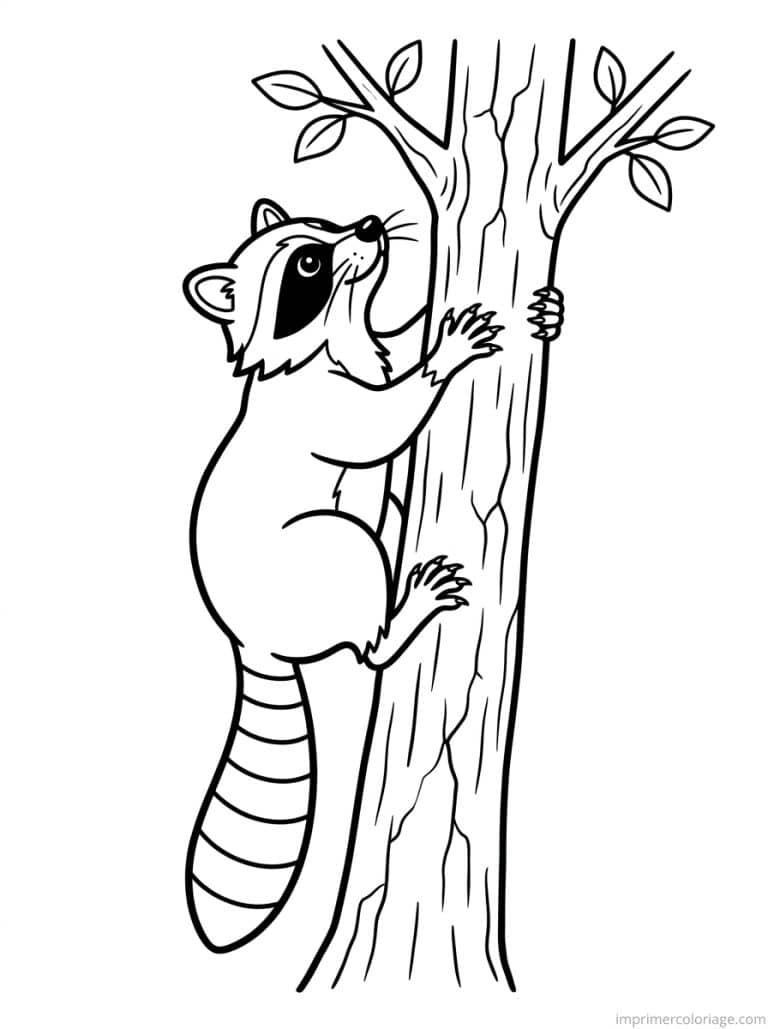 coloriage raton laveur grimpe arbre - dessin gratuit &agrave; imprimer