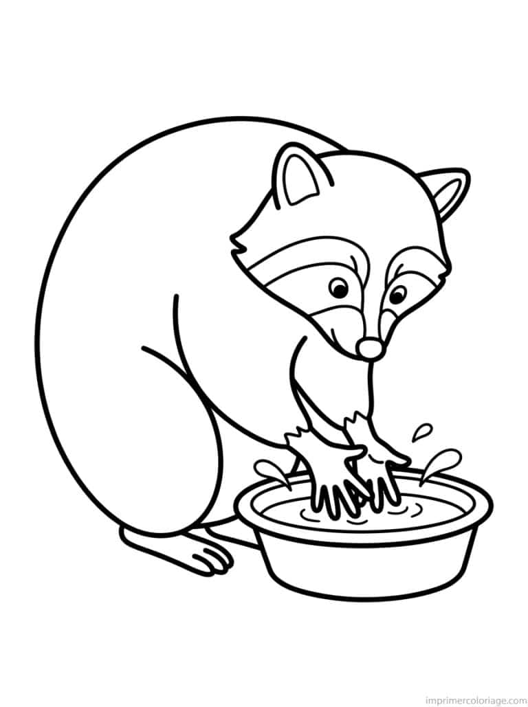 coloriage raton laveur lave pattes - dessin gratuit &agrave; imprimer
