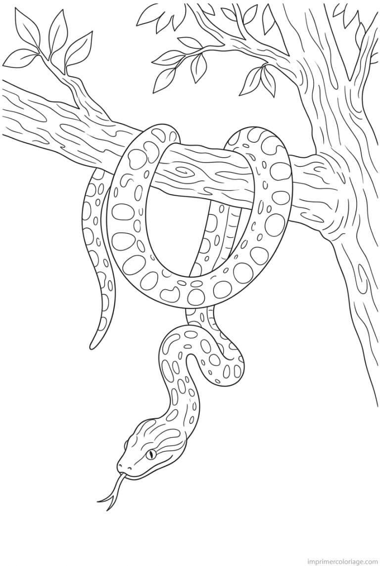 coloriage anaconda branche suspendu à imprimer coloriage anaconda branche suspendu - dessin gratuit à imprimer