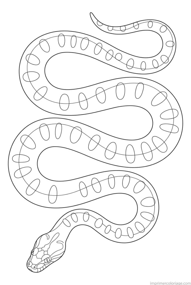 coloriage anaconda dessus courbes à imprimer coloriage anaconda dessus courbes - dessin gratuit à imprimer