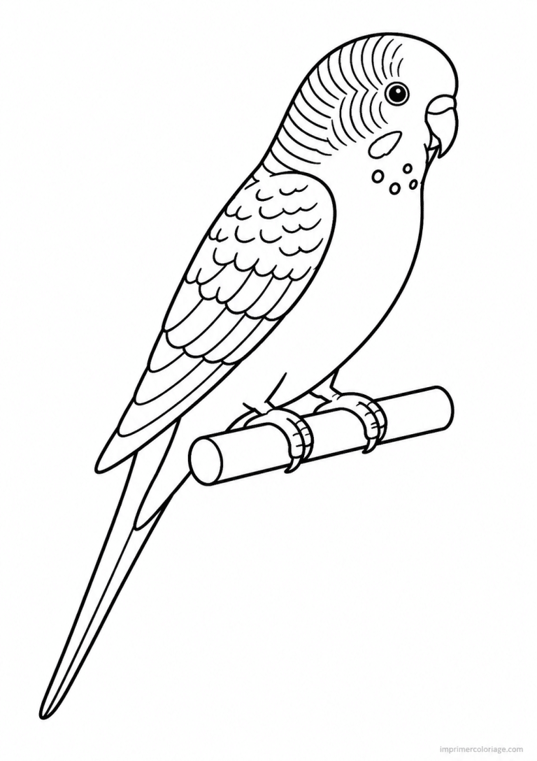 coloriage animaux compagnie perruche perchoir - dessin gratuit &agrave; imprimer