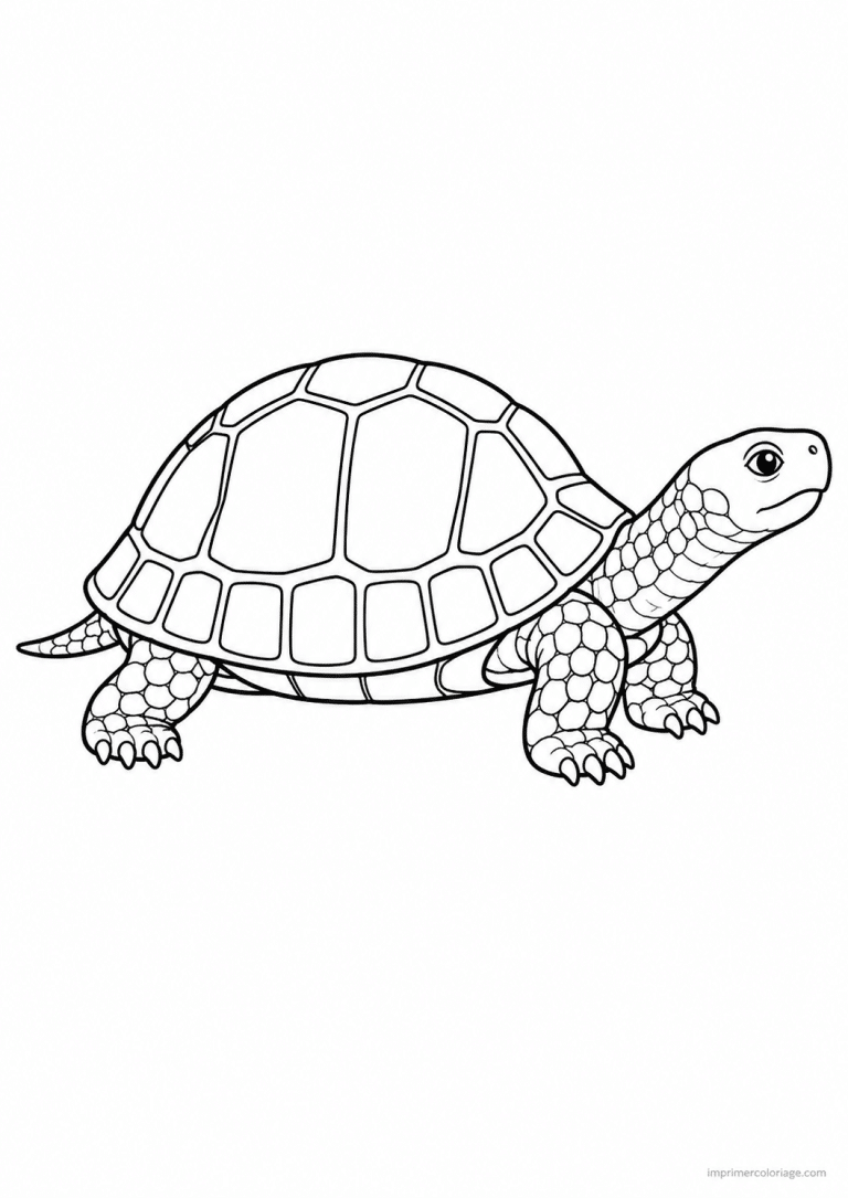 coloriage animaux compagnie tortue carapace - dessin gratuit &agrave; imprimer