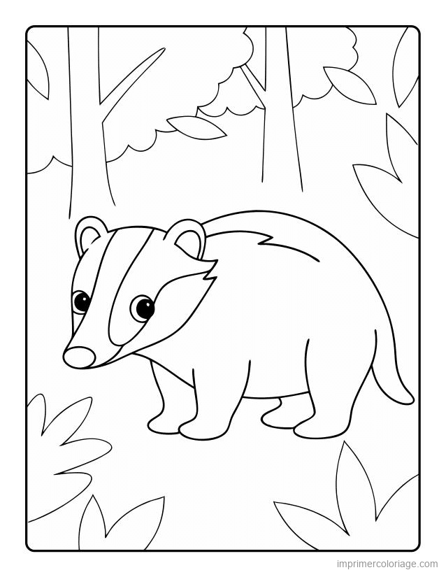 coloriage animaux foret blaireau 4 à imprimer coloriage animaux foret blaireau 4 - dessin gratuit à imprimer