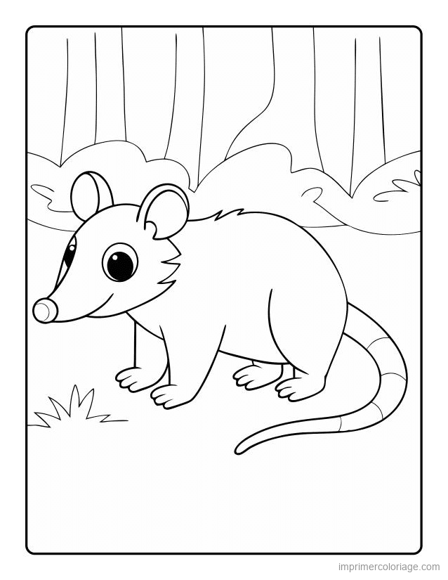 coloriage animaux foret opossum 1 à imprimer coloriage animaux foret opossum 1 - dessin gratuit à imprimer