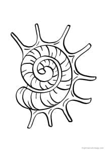 coloriage coquillage araignee de mer - dessin gratuit à imprimer