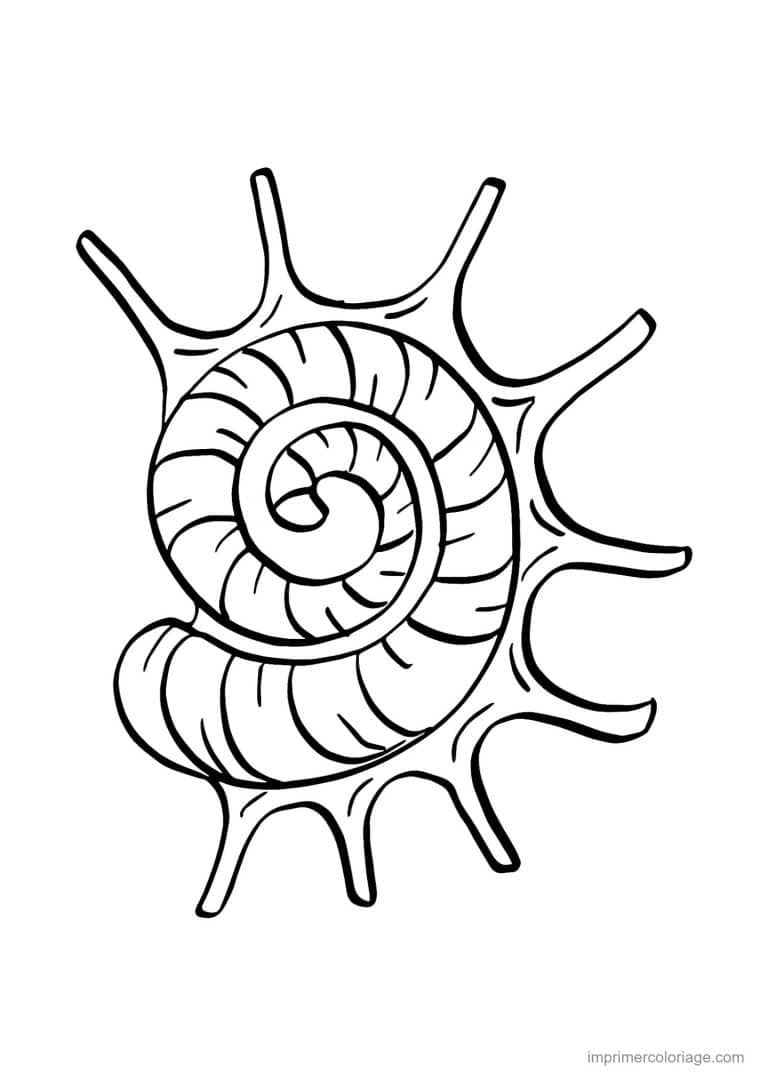 coloriage coquillage araignee de mer - dessin gratuit &agrave; imprimer