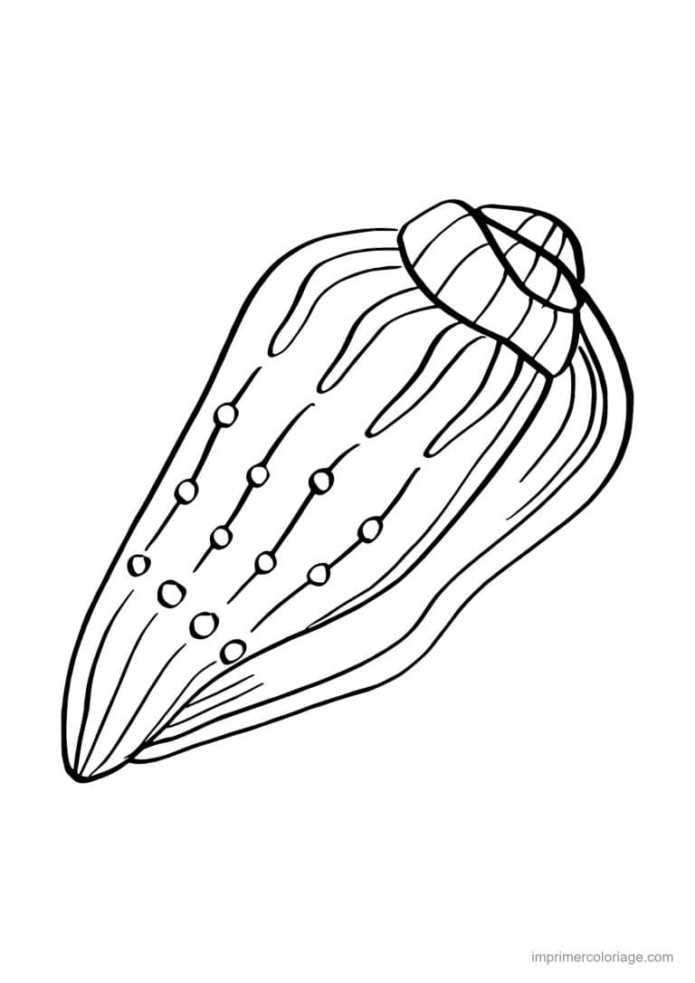 coloriage coquillage cone - dessin gratuit &agrave; imprimer