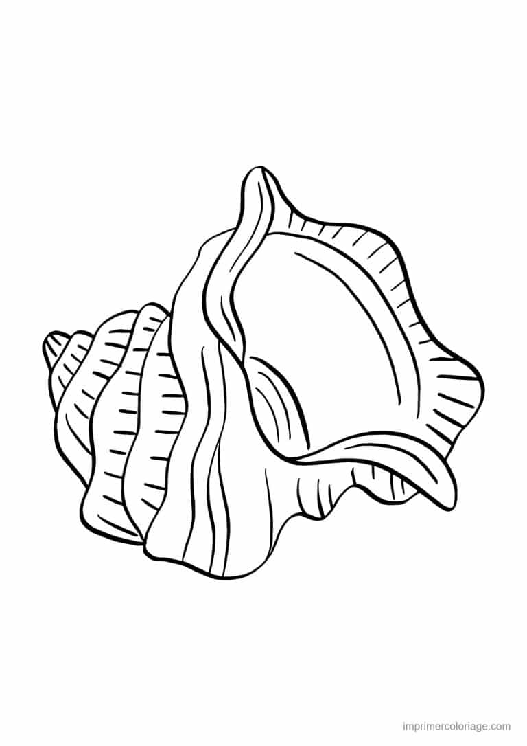 coloriage coquillage conque - dessin gratuit &agrave; imprimer