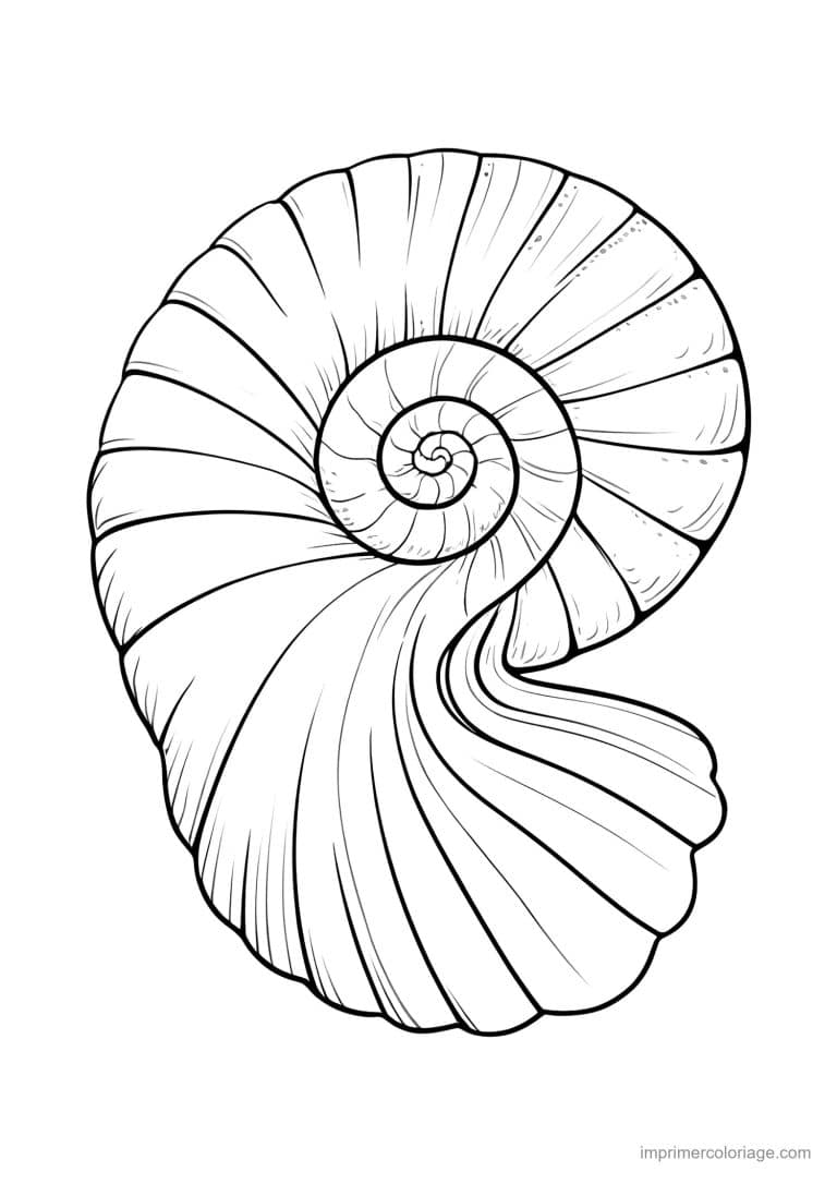 coloriage coquillage coquillage en spirale - dessin gratuit &agrave; imprimer