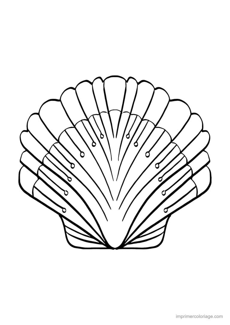 coloriage coquillage coquille saint jacques - dessin gratuit &agrave; imprimer