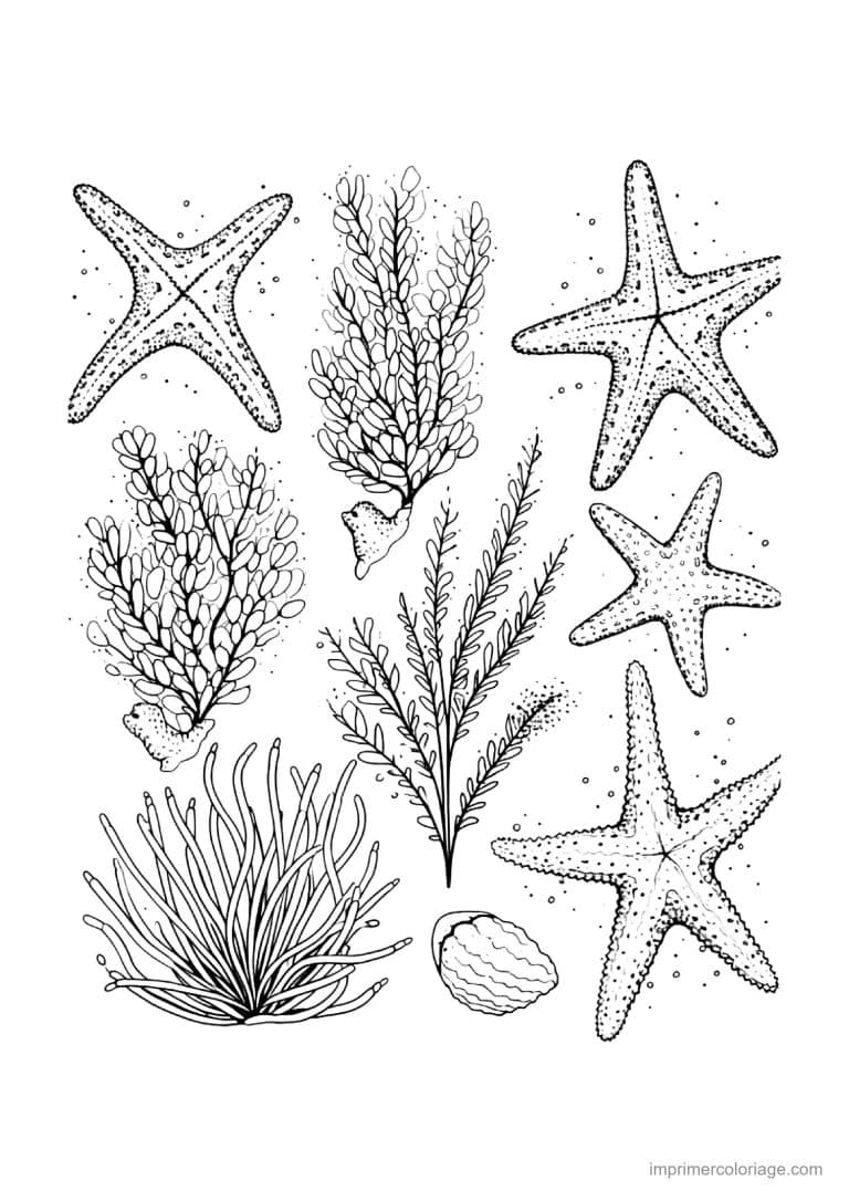 coloriage coquillage etoiles de mer et algues - dessin gratuit &agrave; imprimer