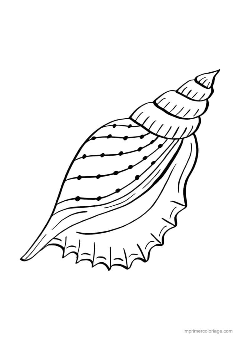 coloriage coquillage mitre - dessin gratuit &agrave; imprimer