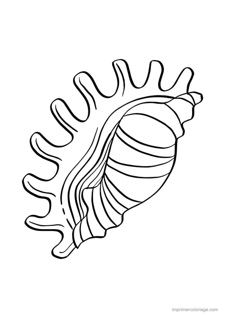 coloriage coquillage murex - dessin gratuit &agrave; imprimer