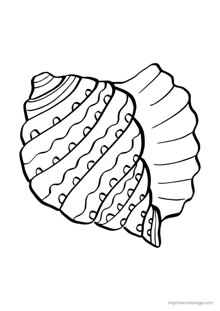 coloriage coquillage tonne - dessin gratuit &agrave; imprimer