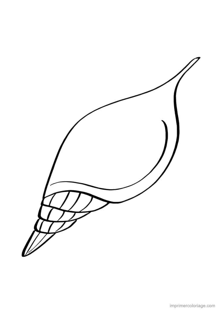 coloriage coquillage tulipe - dessin gratuit &agrave; imprimer