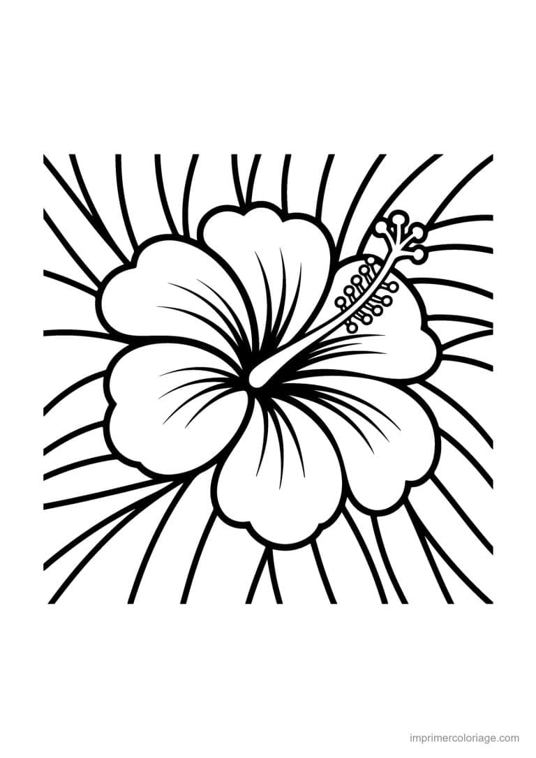 coloriage ete fleur hibiscus - dessin gratuit &agrave; imprimer