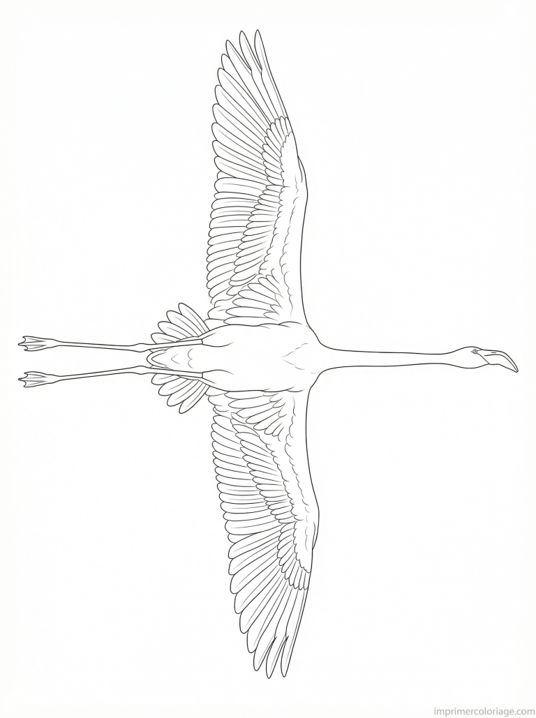 coloriage flamant rose vol dessous à imprimer coloriage flamant rose vol dessous - dessin gratuit à imprimer