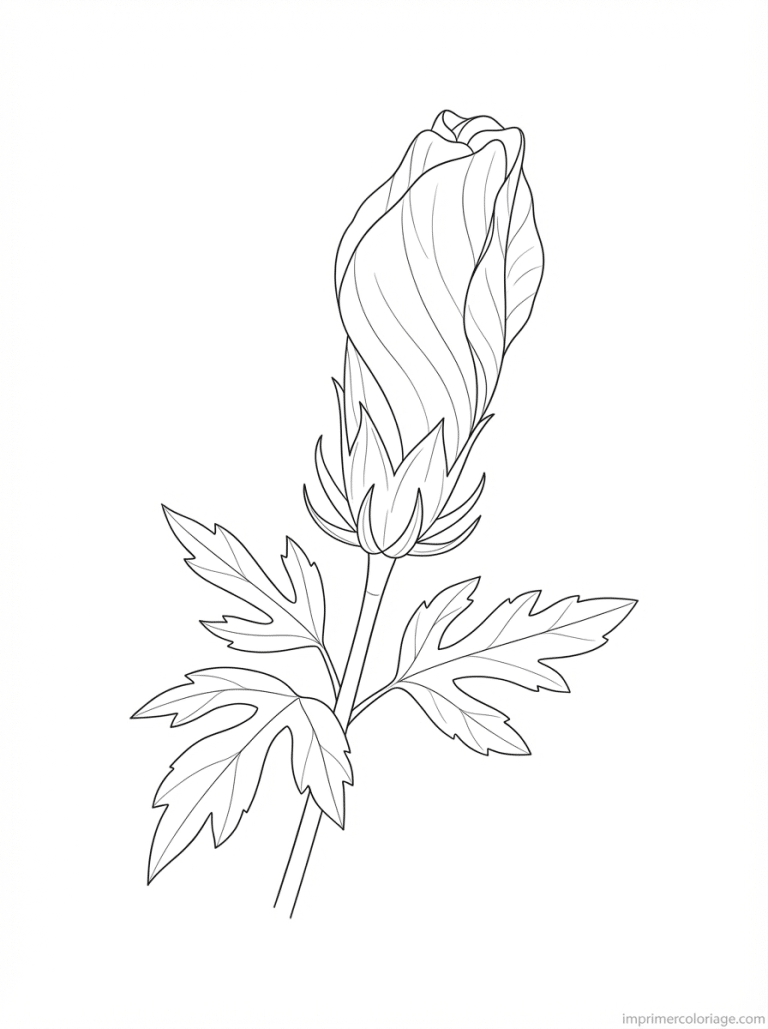 coloriage hibiscus bouton ferme - dessin gratuit &agrave; imprimer