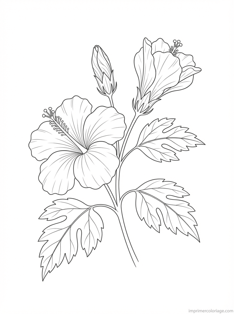 coloriage hibiscus branche trois stades - dessin gratuit &agrave; imprimer