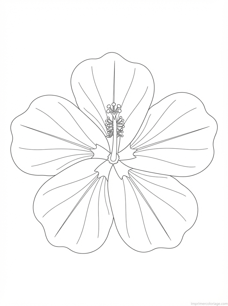 coloriage hibiscus dessus etoile - dessin gratuit &agrave; imprimer