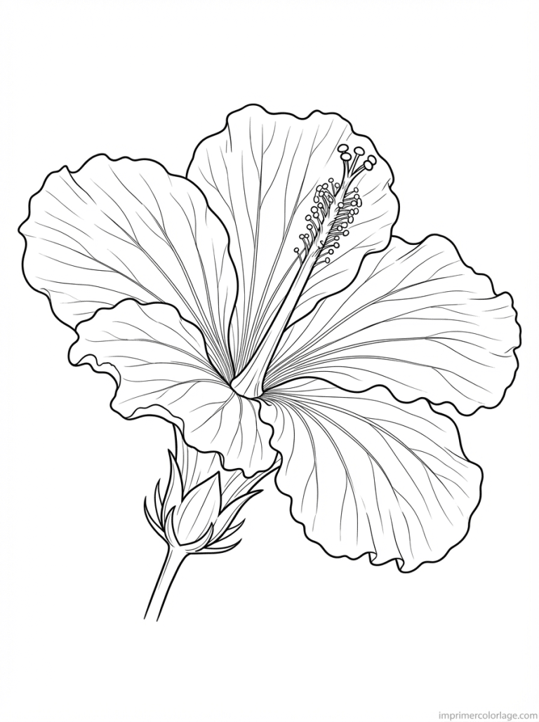 coloriage hibiscus grand detail - dessin gratuit &agrave; imprimer