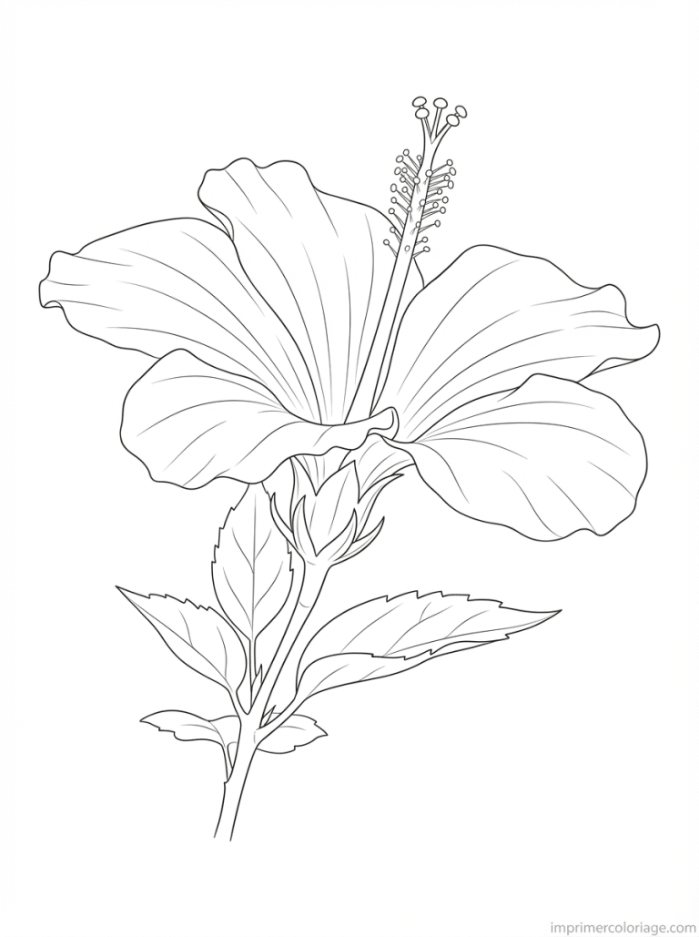 coloriage hibiscus simple tige - dessin gratuit &agrave; imprimer