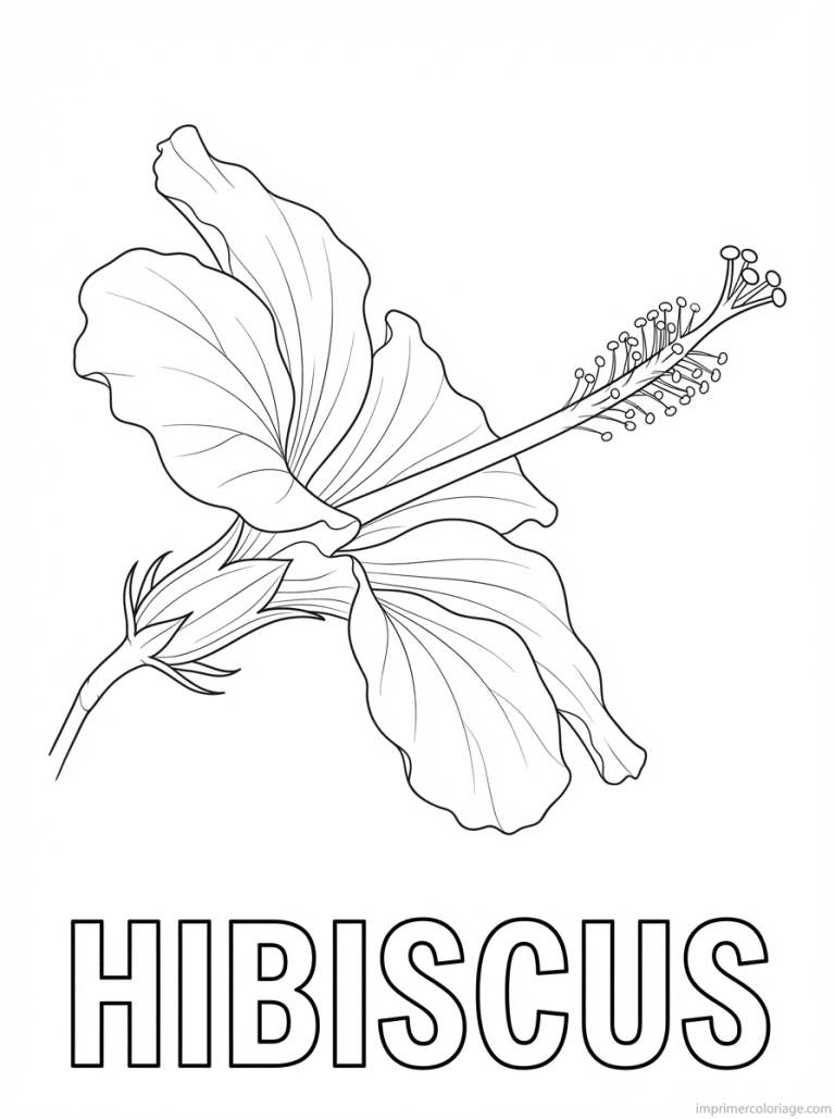 coloriage hibiscus titre profil - dessin gratuit &agrave; imprimer