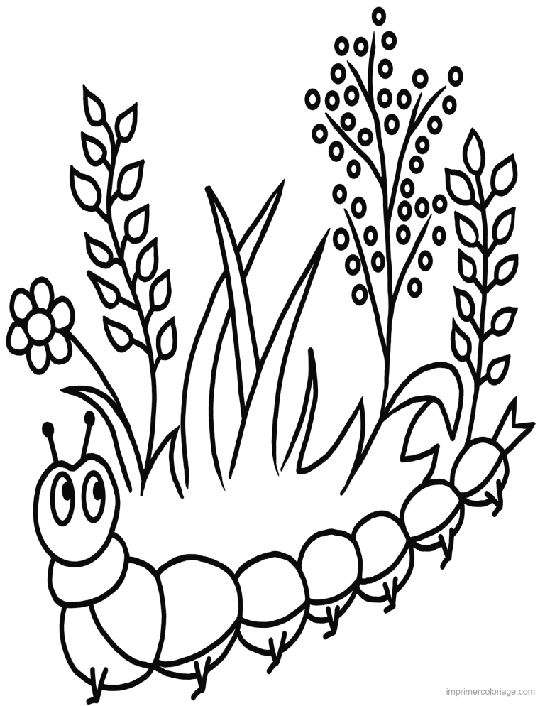 coloriage insecte chenille 2 à imprimer coloriage insecte chenille 2 - dessin gratuit à imprimer