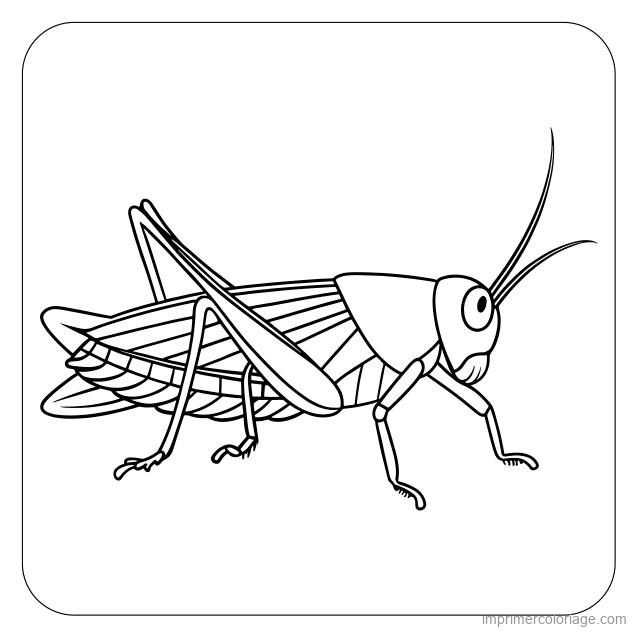 coloriage insecte sauterelle 27 à imprimer coloriage insecte sauterelle 27 - dessin gratuit à imprimer