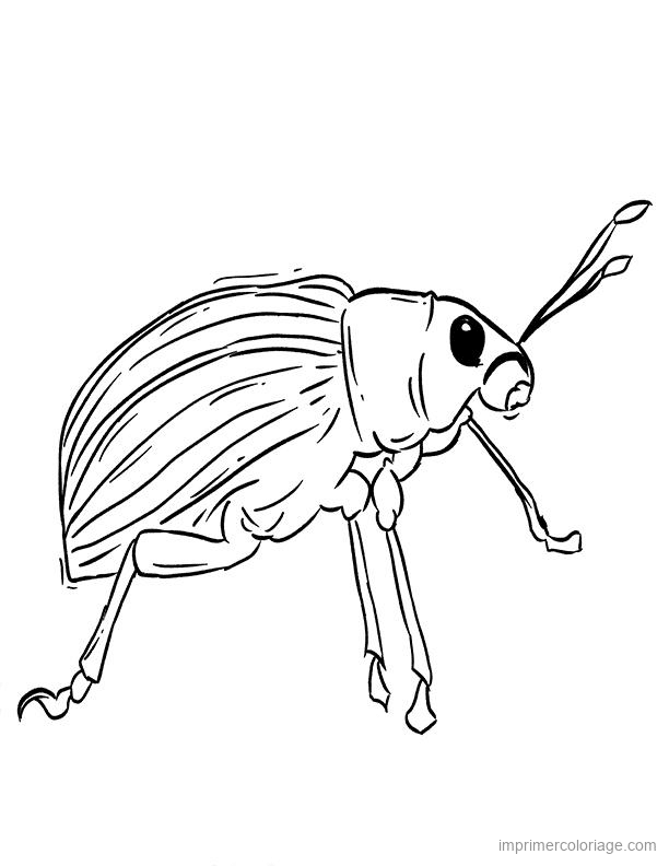 coloriage insecte scarabee 1 à imprimer coloriage insecte scarabee 1 - dessin gratuit à imprimer