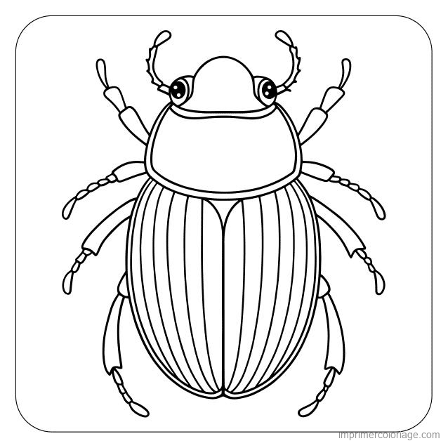 coloriage insecte scarabee 71 à imprimer coloriage insecte scarabee 71 - dessin gratuit à imprimer