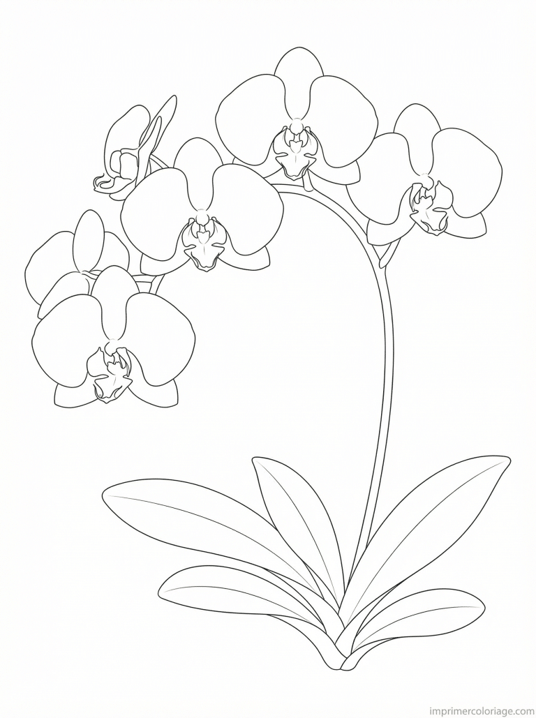 coloriage orchidee phalaenopsis tige - dessin gratuit &agrave; imprimer