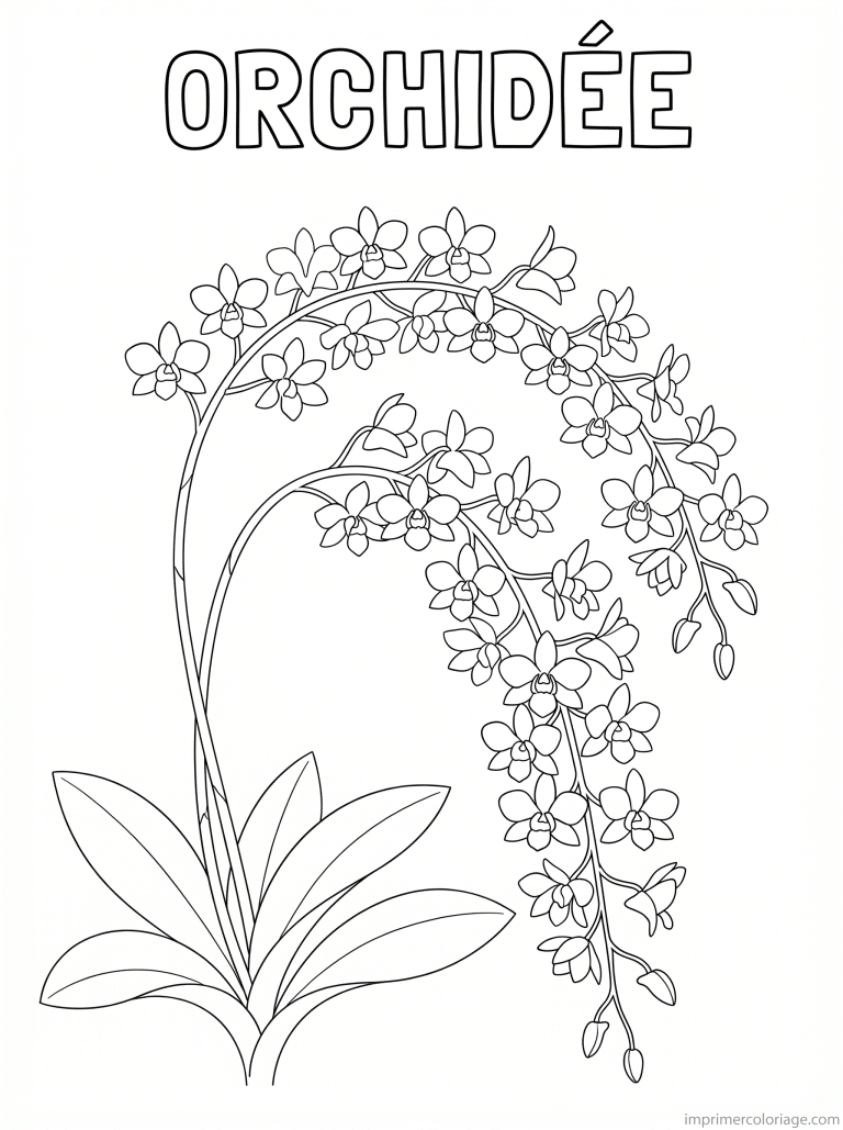 coloriage orchidee titre dendrobium - dessin gratuit &agrave; imprimer