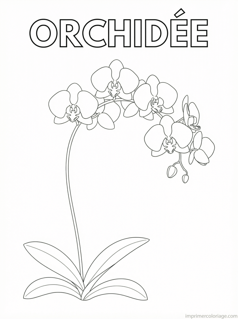 coloriage orchidee titre phalaenopsis - dessin gratuit &agrave; imprimer