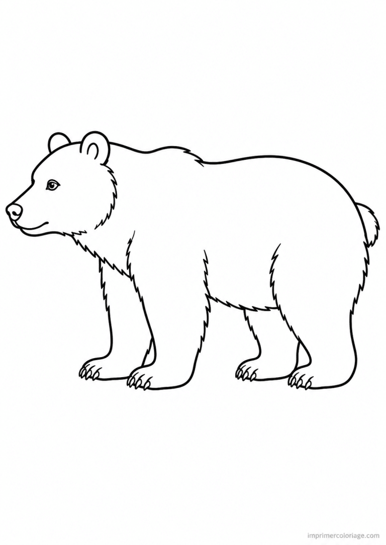 coloriage ours profil simple à imprimer coloriage ours profil simple - dessin gratuit à imprimer