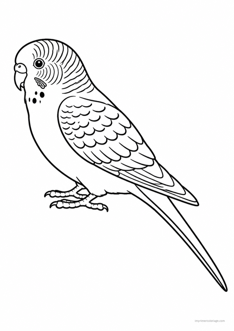 coloriage perruche ondulee profil - dessin gratuit &agrave; imprimer