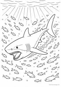coloriage requin baleine plongeur echelle - dessin gratuit à imprimer