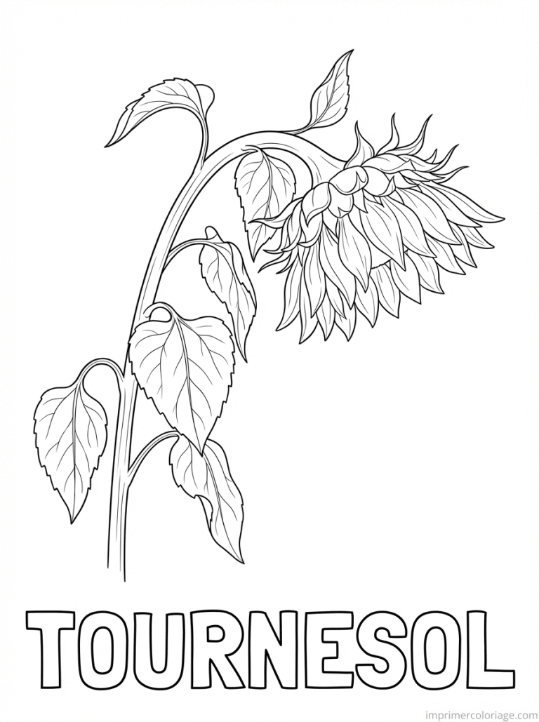 coloriage tournesol titre penche soir - dessin gratuit &agrave; imprimer