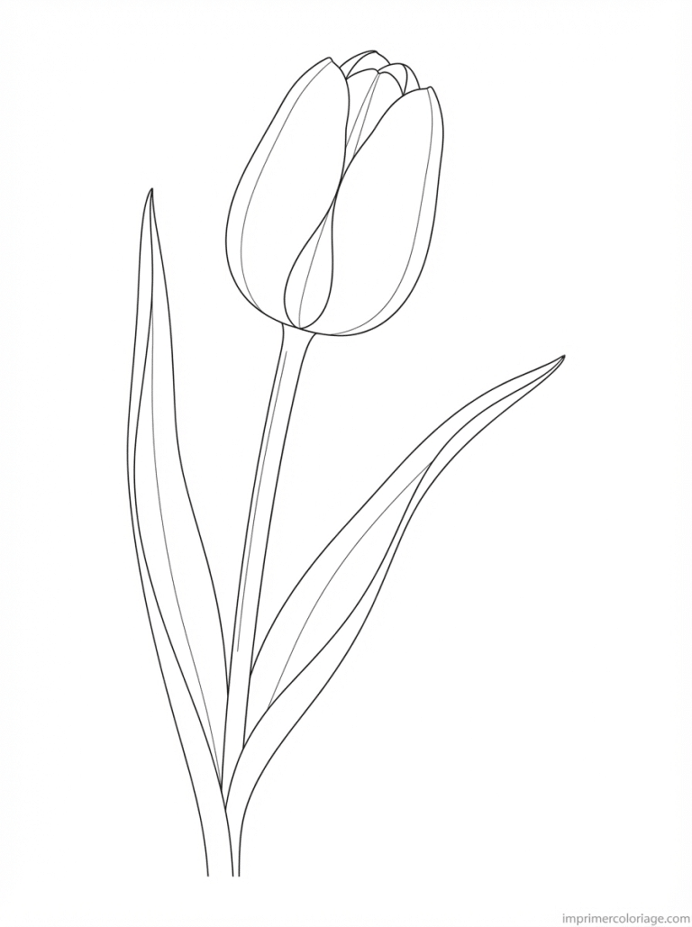 coloriage tulipe bouton ferme - dessin gratuit &agrave; imprimer