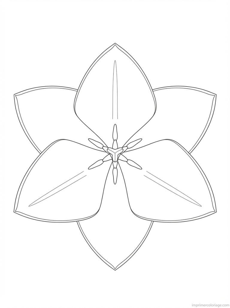 coloriage tulipe dessus etoile - dessin gratuit &agrave; imprimer