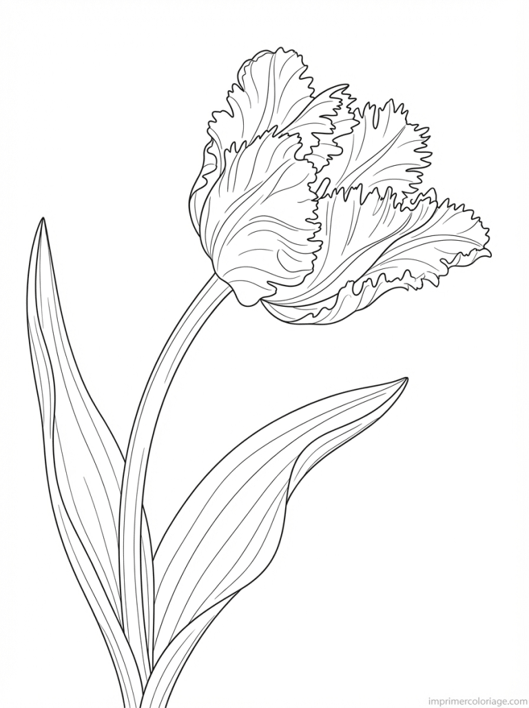 coloriage tulipe perroquets frangee - dessin gratuit &agrave; imprimer