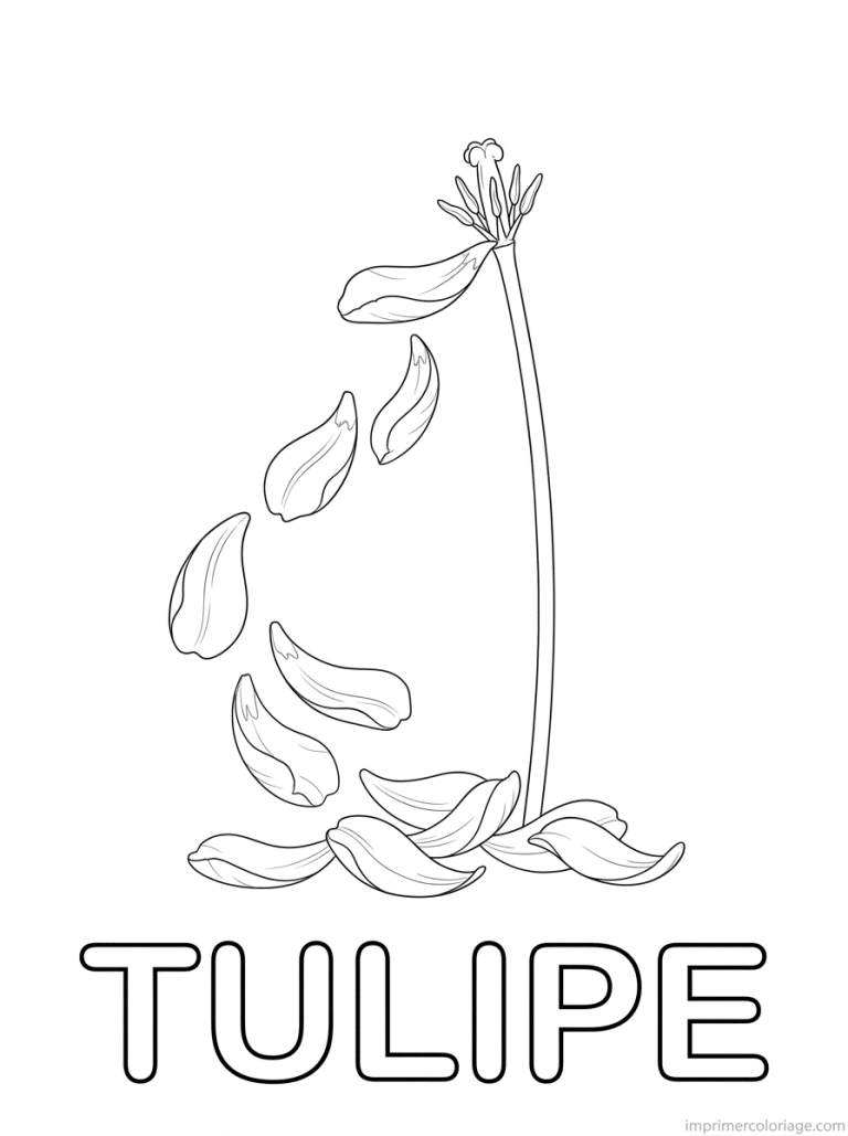 coloriage tulipe titre petales tombent - dessin gratuit &agrave; imprimer